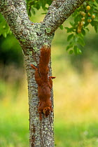 Red Squirrel (Sciurus vulgaris) descending from the trunk of a plum tree (Prunus domestica) Oise, France, July.