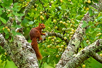Red Squirrel (Sciurus vulgaris) in plum tree (Prunus domestica) eating green mirabelle plums,  orchard Oise, France, July.