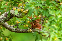 Red squirrel (Sciurus vulgaris) eating green mirabelle plums in a plum tree (Prunus domestica), Oise, France, July.