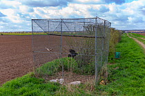 Wire mesh cage trap  to capture crows and other corvids in an area of large cereal crops, with a bird prisoner inside serving as a caller to attract others, Oise, France.