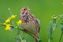 Male Corn bunting (Emberiza calandra) perched on a rapeseed plant (Brassica napus), calling to females, Oise, France, April.