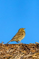 Male Corn bunting (Emberiza calandra) perched on a bale of straw, calling, Oise, France, April..