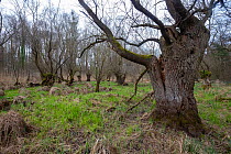 Ancient  willow (Salix sp.), refuge for many animals, Willows of Mothern, Alsace, France.