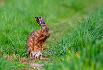 European hare (Lepus europaeus) grooming itself on a path, Oise, France, March.