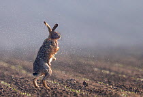 European hare (Lepus europaeus) on hind legs in field, Oise, France, March.