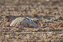 European hare (Lepus europaeus) lying in its form, a nest, in a ploughed field, Oise, France, March.