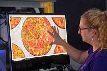Ecologist Dr. Carly Randall from the AIMS SeaSim laboratory studying an image of a plug substrate hosting 1 month old baby coral polyps, reared following Nov 2019 spawning. Research aims to improve su...