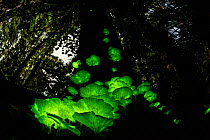 Bioluminescent fungi (possibly Omphalotus nidiformis / Pleurotus nidiformis) glowing on tree trunk in rainforest at night, Atherton Tablelands, Queensland, Australia. Highly commended in the Plants an...