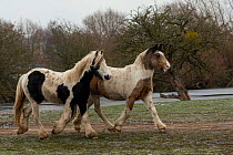 Gypsy vanner horse, two free roaming mares trotting on the commons, Port Meadow, Oxfordshire, England, UK. February, 2021.