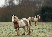Gypsy vanner horse, two free roaming mares standing alert on the commons, Port Meadow, Oxfordshire, England, UK. February, 2021.