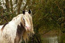 Gypsy vanner horse, portrait of mare free roaming on the commons, Port Meadow, Oxfordshire, England, UK. February, 2021.