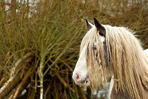 Gypsy vanner horse portrait of mare free roaming on the commons, Port Meadow, Oxfordshire, England, UK. February, 2021.