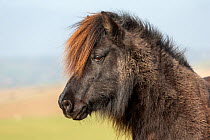 Shetland pony, portrait of free roaming mare, Seven Sisters cliffs, South Downs, East Sussex, England, UK. March, 2021.
