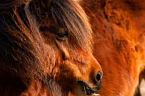 Shetland pony, close up of free roaming mare, Seven Sisters cliffs, South Downs, East Sussex, England, UK. March, 2021.