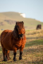Shetland pony free roaming mare standing alert on the Seven Sisters cliffs, South Downs, East Sussex, England, UK. March, 2021.