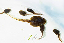 Common frog tadpoles (Rana temporaria). The largest tadpole had overwintered in the water and has just started to develop hind legs. Not all tadpoles turn into frogs in the same year they hatch; some...