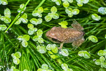 Common froglet (Rana temporaria), with front and hind legs visible and the tail almost gone, London, England, UK. June.