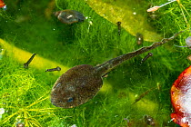 Common frog tadpole (Rana temporaria) with hind legs just developing, with Mosquito larvae (Culex pipiens), London, England, UK. May.