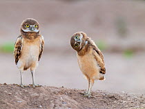 Two Burrowing owl (Athene cunicularia) chicks, Marana, Sonoran Desert, Arizona, USA.