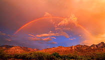 Rainbows over the Santa Catalina Mountains at sunset following a powerful monsoon storm, Sonoran Desert, Arizona, USA.