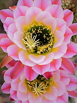 Trichocereus cactus (ornamental, native from South America) in flower in response to monsoon rain, Tucson, Arizona, USA.