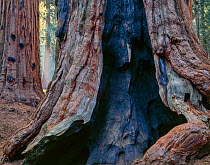 Giant sequoia (Sequoiadendron giganteum) with ancient fire scars on its  trunk, Sequoia National Park, California, USA.