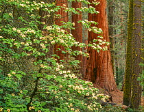 Giant sequoia (Sequoiadendron giganteum) tree trunks with  White firs (Abies concolor) in background,  framed by blooming Western dogwood (Cornus nuttallii), Sequoia National Park, California, USA.