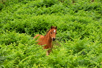 Wild Welsh pony colt walking among ferns, Carneddau Mountains, Snowdonia, Wales, UK. June.