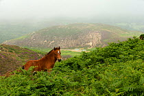 Wild Welsh pony colt standing alert among ferns on top of the Carneddau Mountains, Snowdonia, Wales, UK. June.