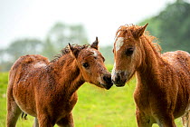 Close up of two wild Welsh pony colts greeting one another, Carneddau Mountains, Snowdonia, Wales, UK. June.