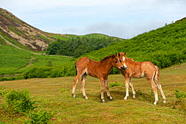Two wild Welsh pony colts greeting one another, Carneddau Mountains, Snowdonia, Wales, UK. June.