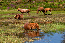 Two Wild Welsh pon ymares eating grass in pond while another two mares and a colt stay on the bank, Carneddau Mountains, Snowdonia, Wales, UK. June.