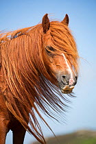 Head portrait of a wild Welsh pony mare, Carneddau Mountains, Snowdonia, Wales, UK. June.