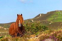 Wild Welsh pony mare standing alert, Carneddau Mountains, Snowdonia, Wales, UK. June.