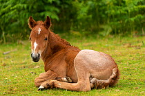 Newborn wild Welsh pony colt resting, Carneddau Mountains, Snowdonia, Wales, UK. June.
