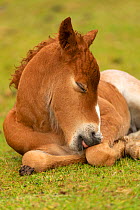 Newborn wild Welsh pony colt dozing, Carneddau Mountains, Snowdonia, Wales, UK. June.