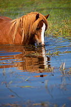 Wild Welsh pony stallion eating grass in pond, Carneddau Mountains, Snowdonia, Wales, UK. June.