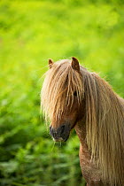 Head portrait of a wild Welsh pony stallion, Carneddau Mountains, Snowdonia, Wales, UK. June.