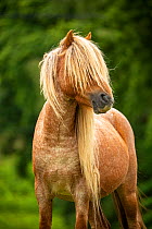 Wild Welsh pony stallion standing alert, Carneddau Mountains, Snowdonia, Wales, UK. June.