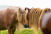 Two wild Welsh pony stallions greeting one another, Carneddau Mountains, Snowdonia, Wales, UK. June.