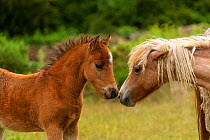 A wild Welsh pony colt greeting a filly, Carneddau Mountains, Snowdonia, Wales, UK. June.