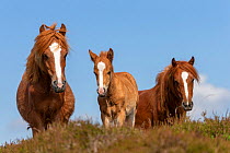 Two wild Welsh pony mares and a colt dozing on top of the Carneddau Mountains, Snowdonia, Wales, UK. June.