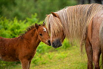 Wild Welsh pony colt greeting his father, Carneddau Mountains, Snowdonia, Wales, UK. June.