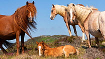 Wild Welsh pony colt sleeping, surrounded by two mares and a filly, Carneddau Mountains, Snowdonia, Wales, United Kingdom.