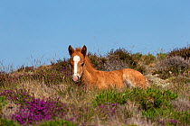 Wild Welsh pony colt resting among rough grasses and heather, Carneddau mountains, Snowdonia, Wales, UK. June.