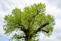 Canopy of veteran Black poplar tree (Populus nigra ssp. betulifolia), Blakemere, Herefordshire, England, UK. May, 2021.