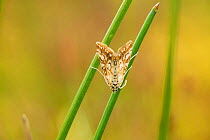 Brown china-mark moth (Elophila nymphaeata) on Common spike-rush (Eleocharis palustris), Myndd Ilytud Common, Powys, Wales, UK.