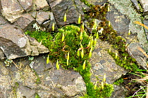 Capillary thread-moss (Bryum capillare), Stanner Rocks National Nature Reserve, Radnorshire, Wales, UK.