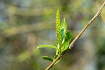 Crack willow (Salix x fragilis) female catkin and young leaves, The Leen, Herefordshire, England, UK.