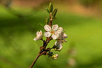 Damson blossom (Prunus domestica subsp. instititia) growing in an orchard, Herefordshire, England, UK.